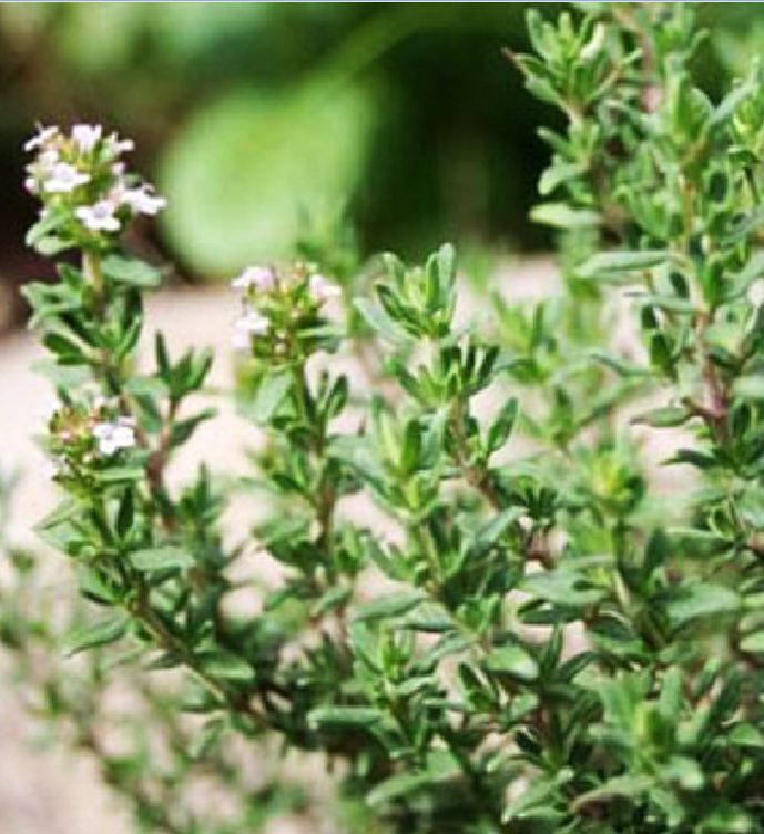 Hạt giống Cỏ Xạ Hương Thyme