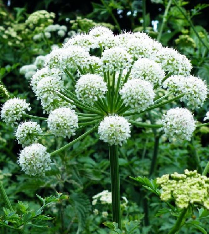 Hạt Giống Cây Bạch Chỉ