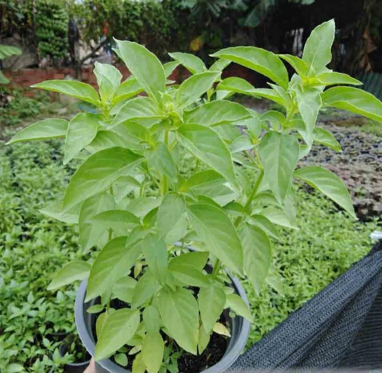 Hạt Giống Rau Thơm Sả (Húng Trắng) - Gói 2 gram