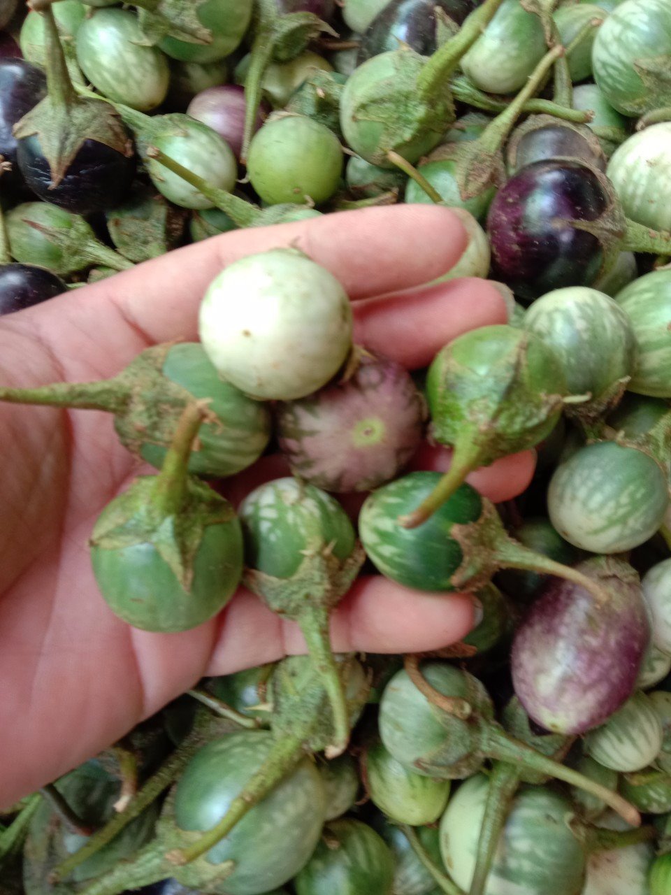 Hạt Giống Cà Đắng Tây Nguyên