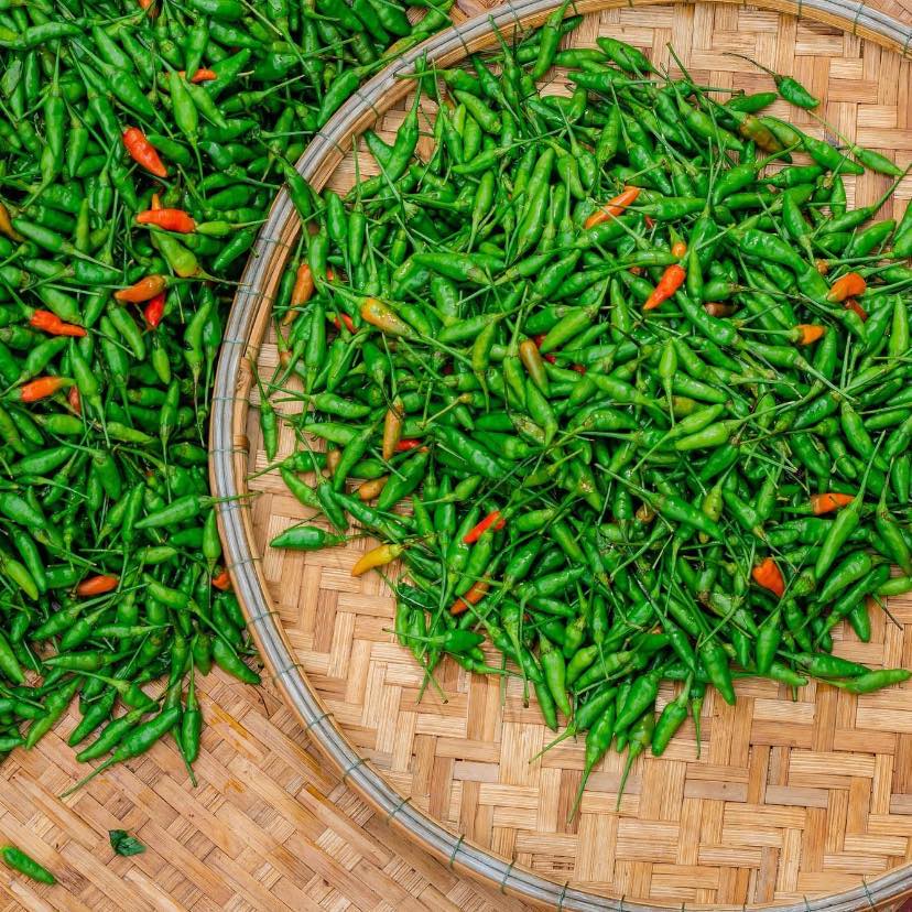 Hạt giống Ớt Xiêm Rừng - Ớt Thóc