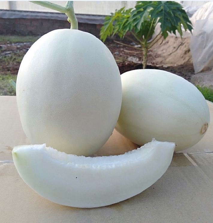 Hạt Giống Dưa Lê Bạch Tuyết