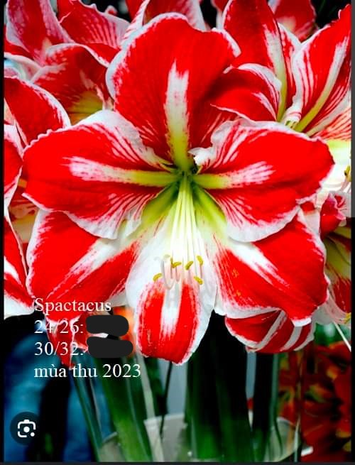 Củ hoa lan huệ cánh kép nhập khẩu - 1 củ (Tổng hợp nhiều loại cực đẹp)