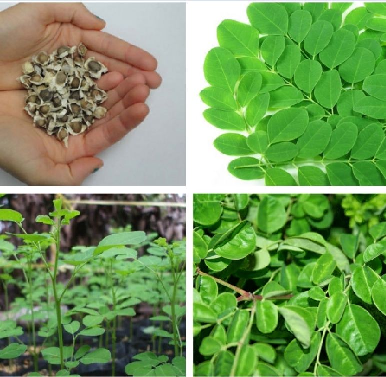 Hạt Giống Cây Chùm Ngây F1