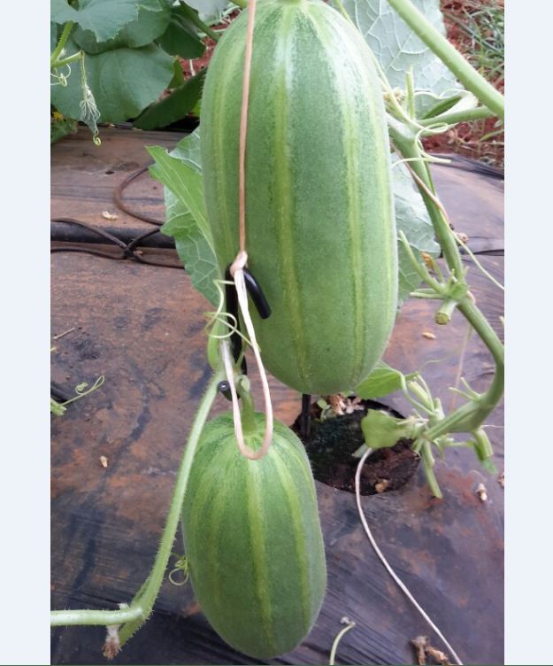 Hạt Giống Dưa Lê Thơm Hàn Quốc F1