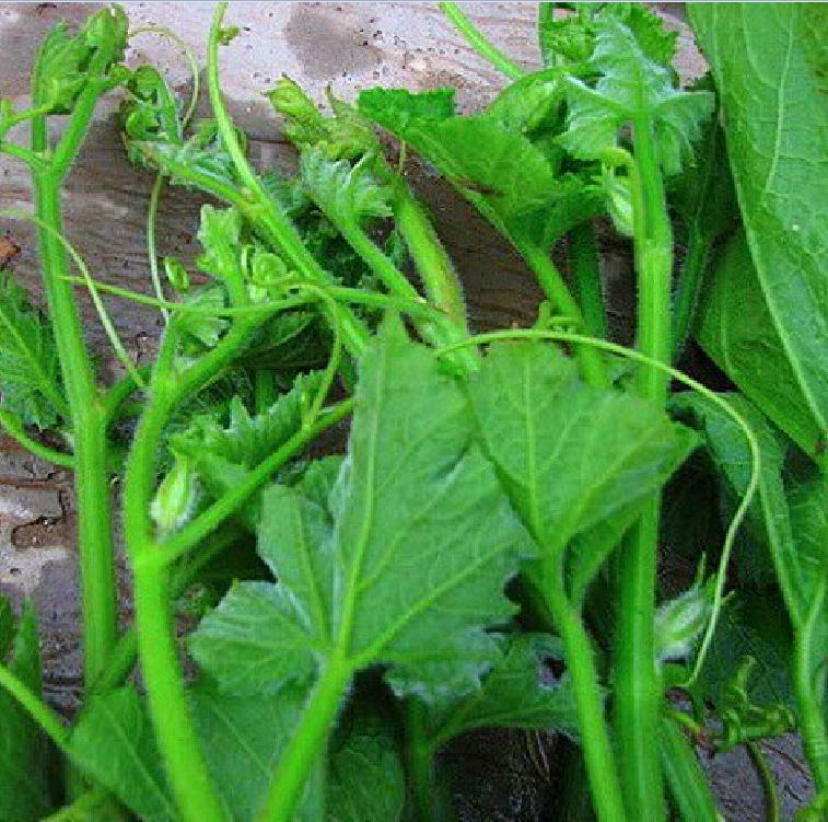 Hạt Giống Bí Siêu Ngọn Cao Sản