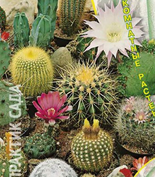 Hạt giống hoa xương rồng nhiều màu