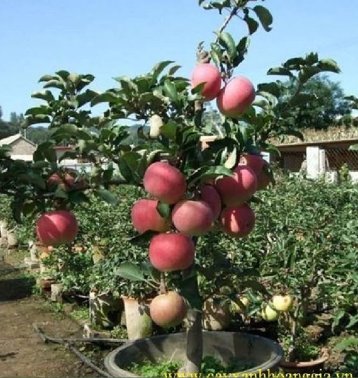 Hạt Giống Táo Lùn Đỏ Bonsai