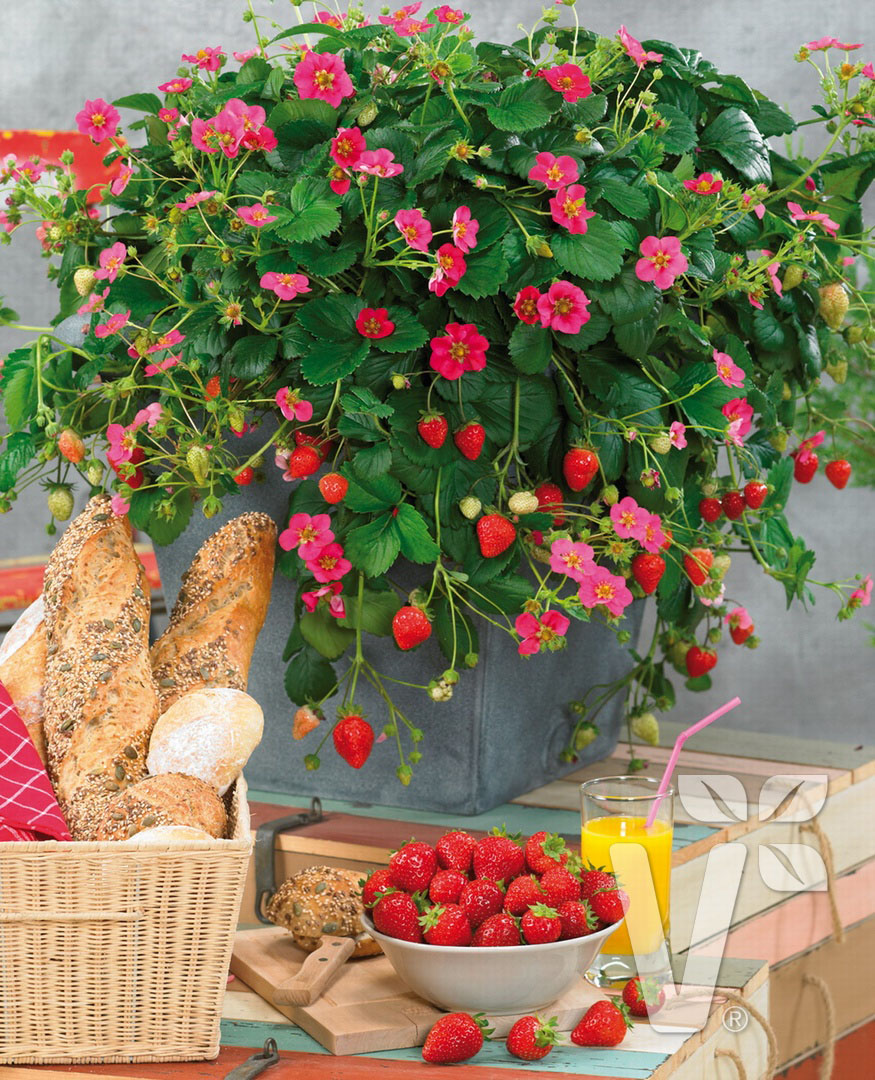 Hạt Giống Dâu Tây Đỏ Chịu Nhiệt