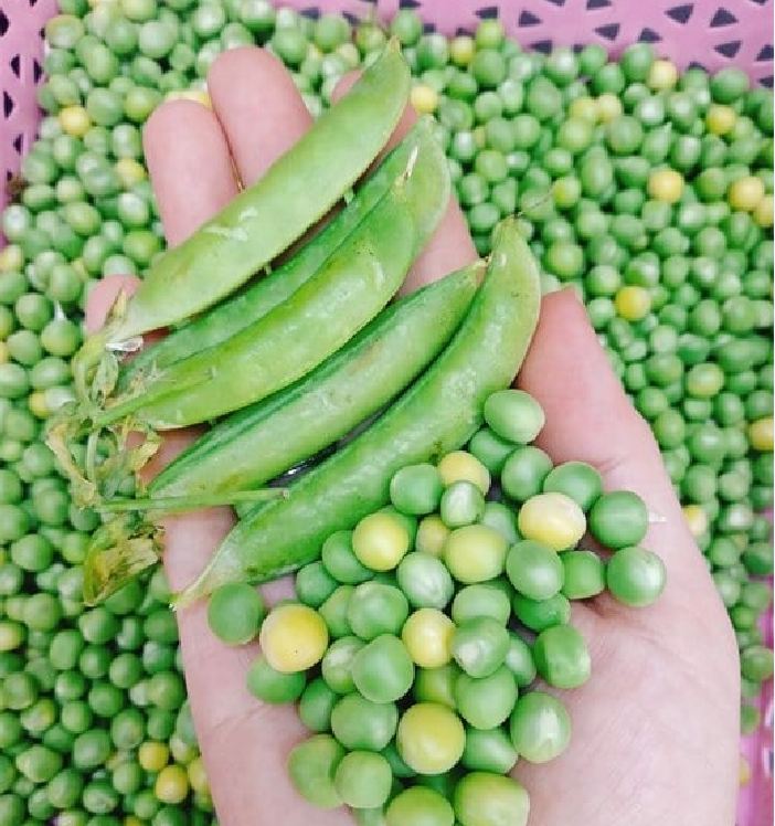 Hạt Giống Đậu Hà Lan Lấy Hạt