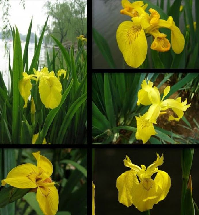 Hạt Giống Diên Vĩ Vàng (Iris Vàng)