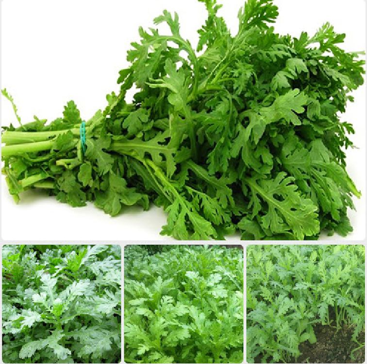 Hạt giống rau cúc nếp ( tần ô lá tròn )