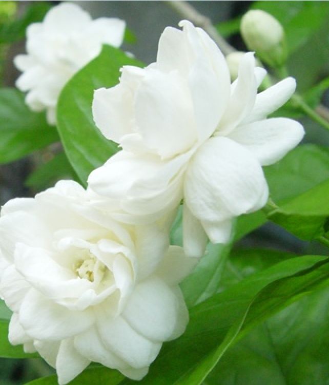 Hạt Giống Hoa Nhài ( Hoa Lài )