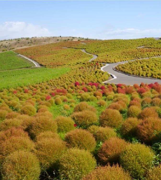 Hạt giống Cỏ Đổi Màu Nhật Bản Kochia