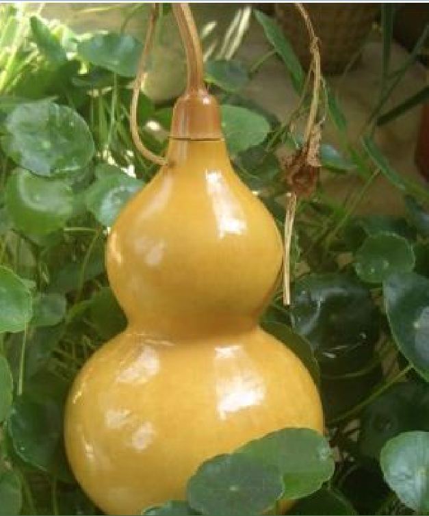 Hạt Giống Bầu Hồ Lô Cao Sản