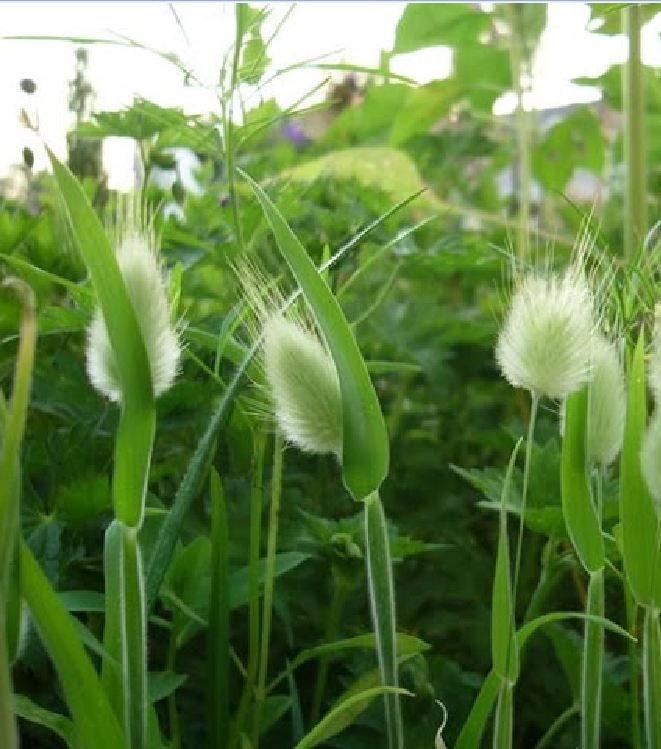 Hạt Giống Cỏ Đuôi Thỏ