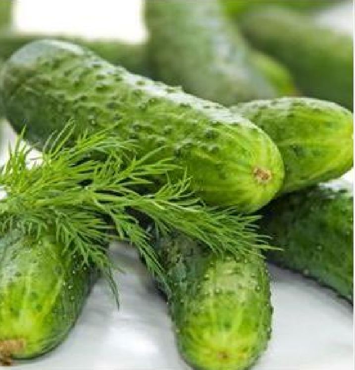 Hạt Giống Dưa Chuột Bao Tử