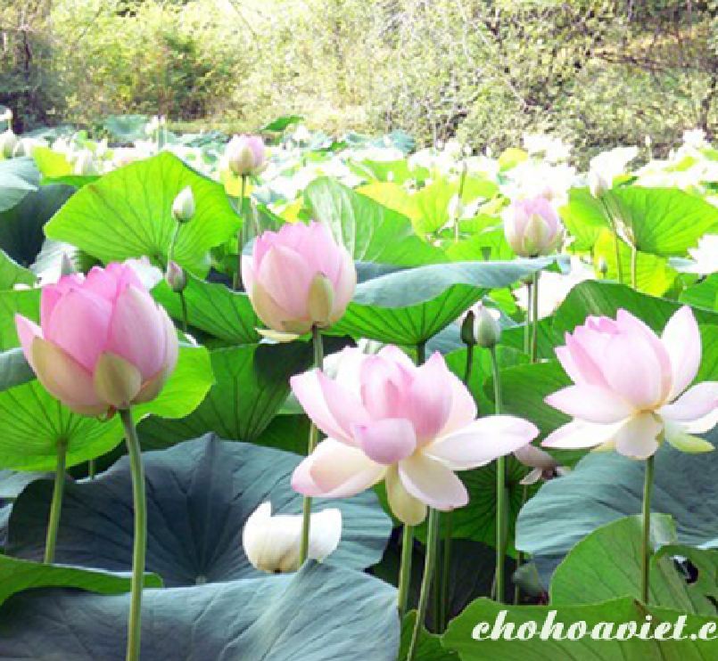 Hạt giống hoa sen lớn ( sen ta ) mix màu