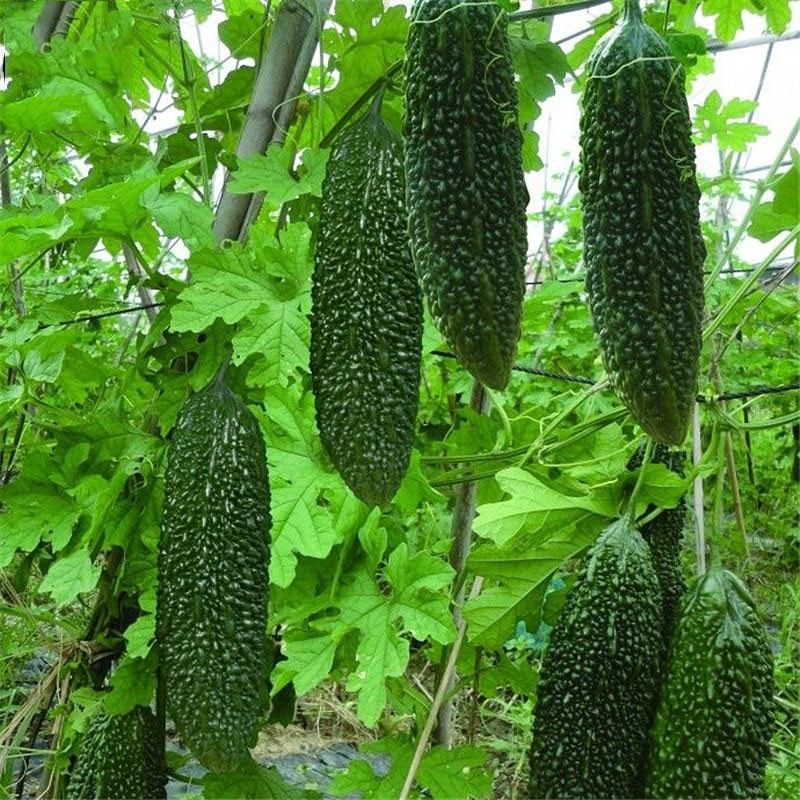 Hạt Giống Khổ Qua Trái Xanh F1