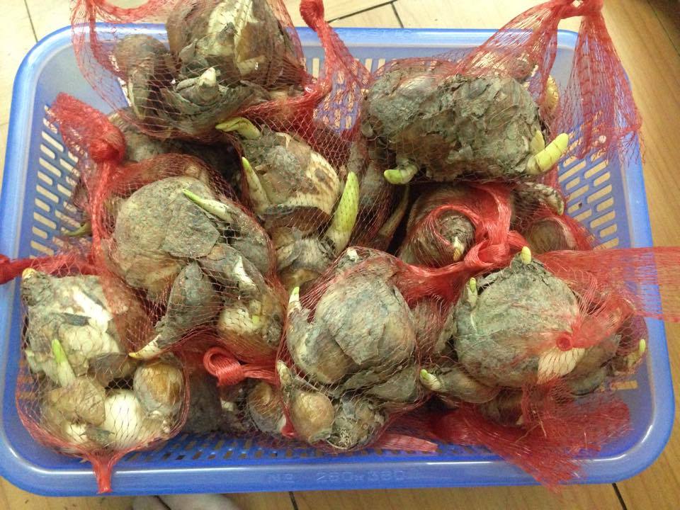 Củ giống hoa thủy tiên ( củ to 1 củ được 4-5 nhánh hoa )