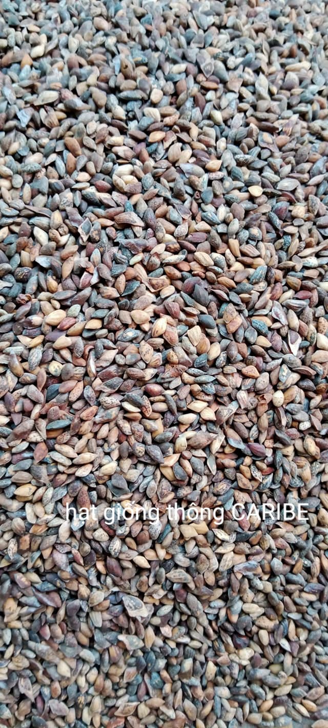 Hạt Giống Cây Giống Thông Caribe