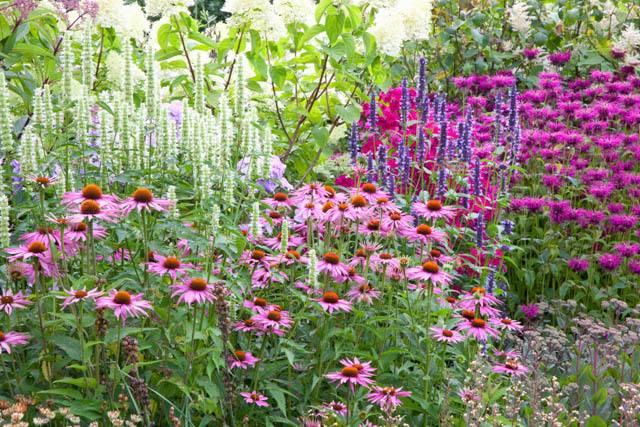 Hạt Giống Hoa Cúc Trái Thông