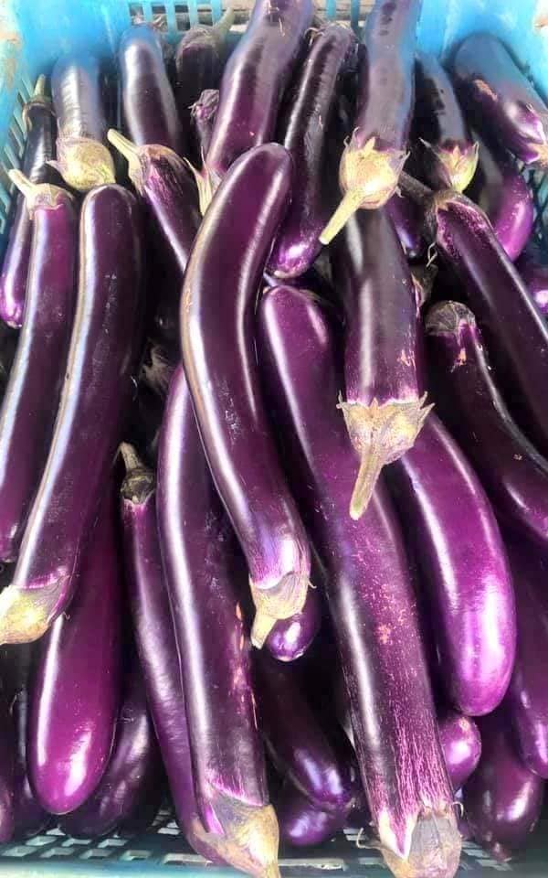 Hạt Giống Cà Tím Siêu Dài Đài Loan