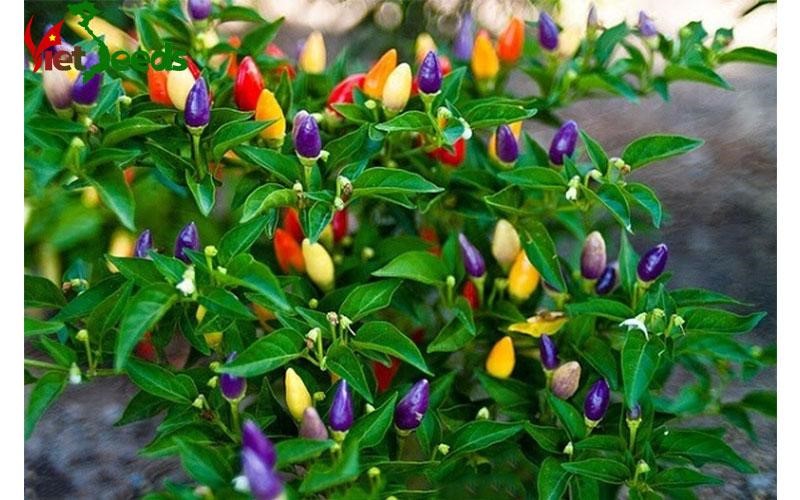 Hạt Giống Ớt Kiểng Ngũ Sắc