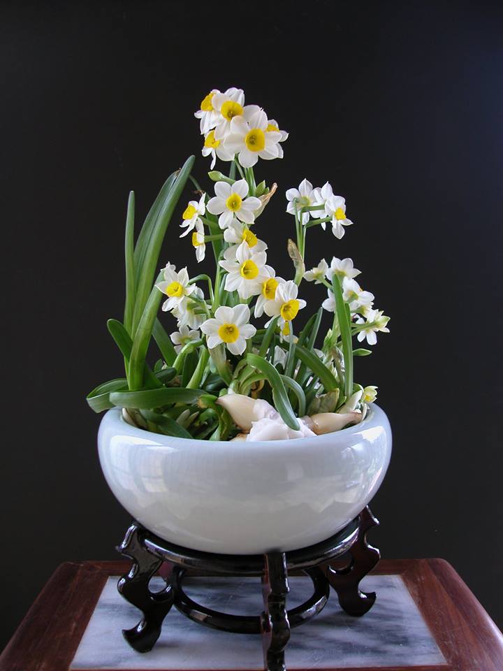 Củ giống hoa thủy tiên ( củ to 1 củ được 4-5 nhánh hoa )