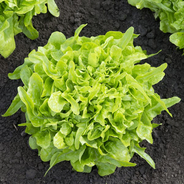 Hạt Giống Rau Xà Lách Sồi Xanh OAKLEAF - Gói 2gram