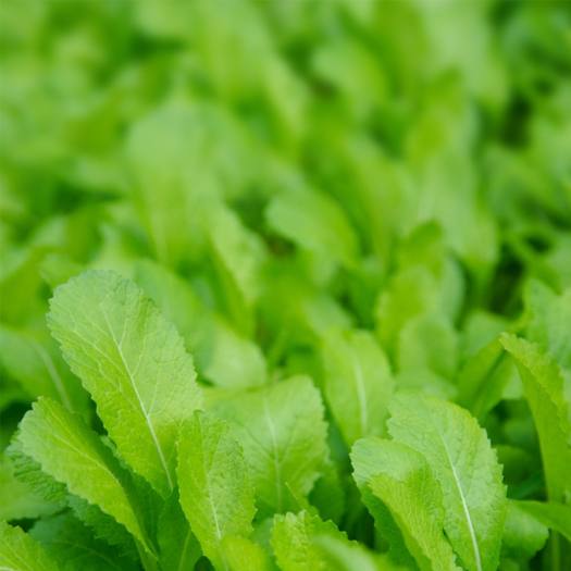 Hạt giống rau cải ăn non baby