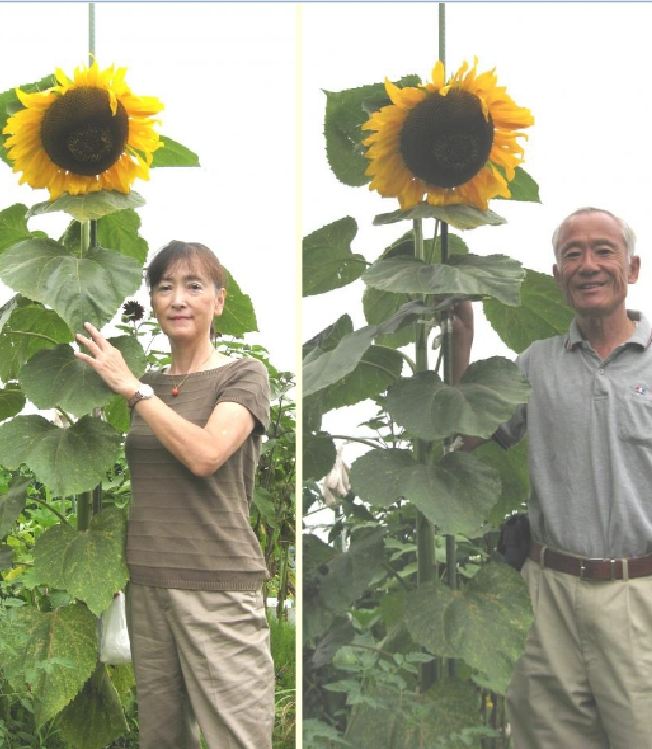 Hạt Giống Hoa Hướng Dương Khổng Lồ