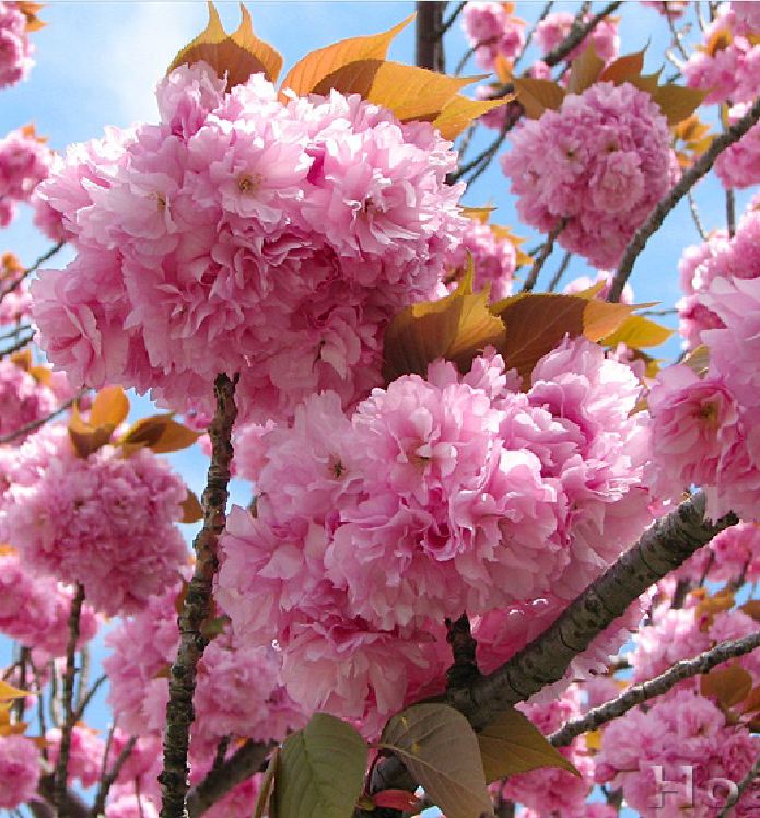 Hạt Giống Hoa Anh Đào Nhật