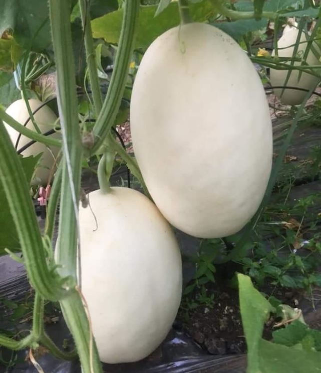 Hạt Giống Dưa Lê Bạch Tuyết