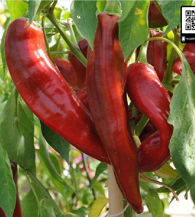 Hạt Giống Ớt Sừng Ngọt F1