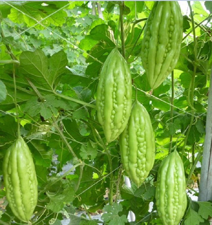 Hạt Giống Khổ Qua Mỡ - Mướp Đắng F1