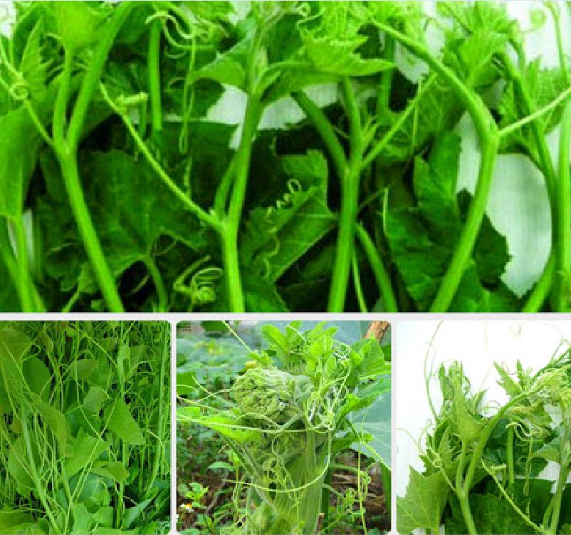 Hạt Giống Bí Siêu Ngọn Cao Sản