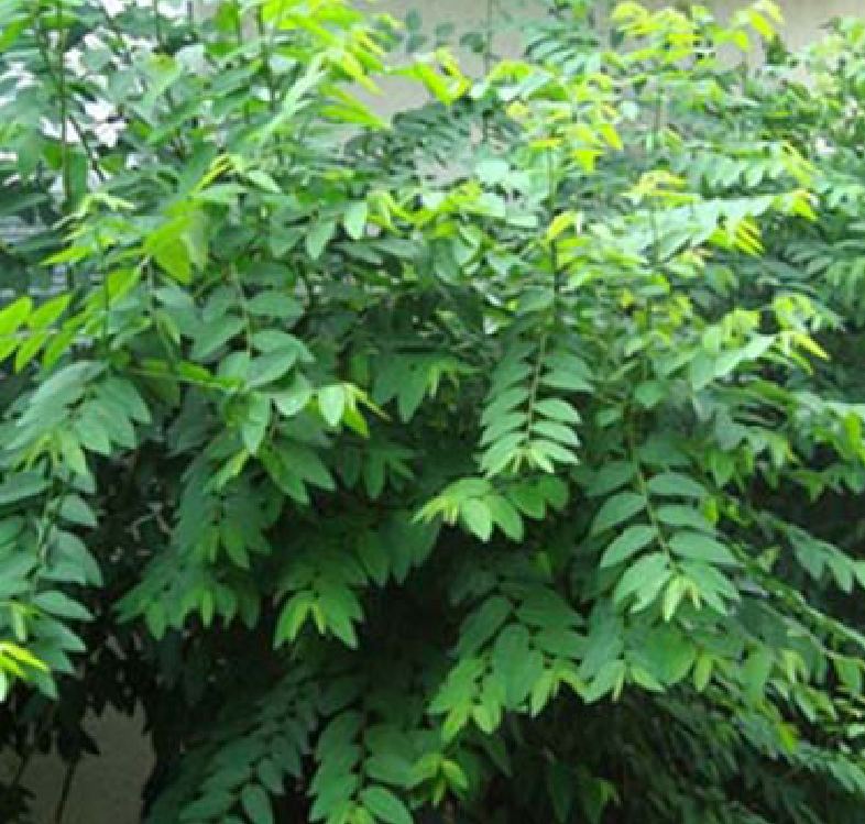 Hạt Giống Cây Rau Bồ Ngót - Gói 50 hạt