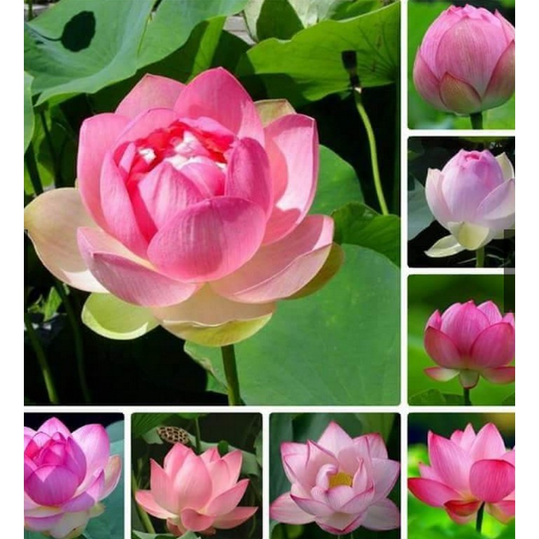 Hạt giống hoa sen lớn ( sen ta ) mix màu