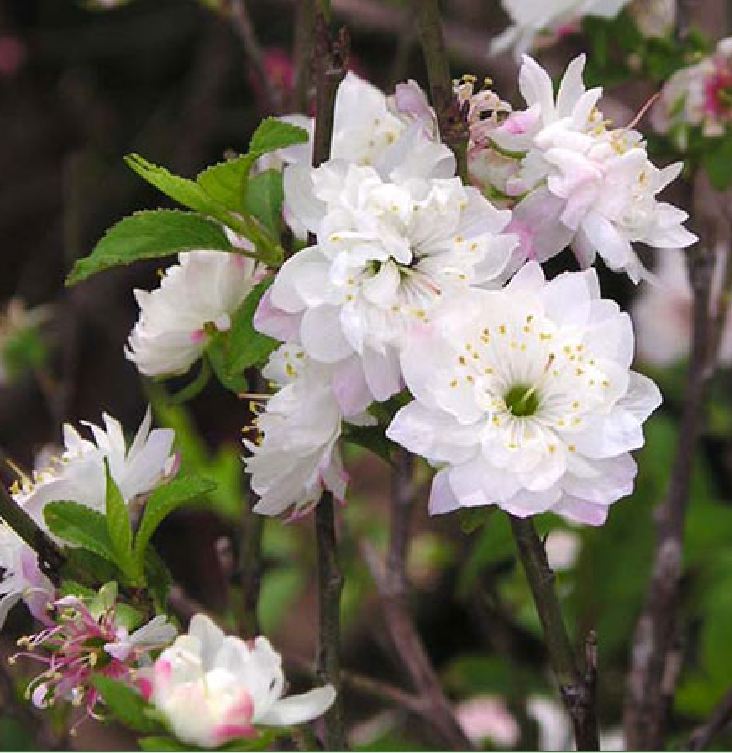 Hạt giống hoa mai Trung Quốc Mix Màu