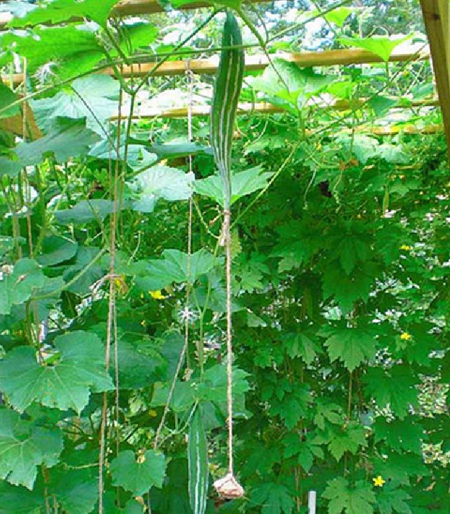 Hạt Giống Lặc Lày - Mướp Mèo