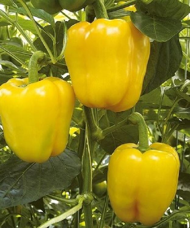 Hạt Giống Ớt Chuông Ngọt F1 Vàng