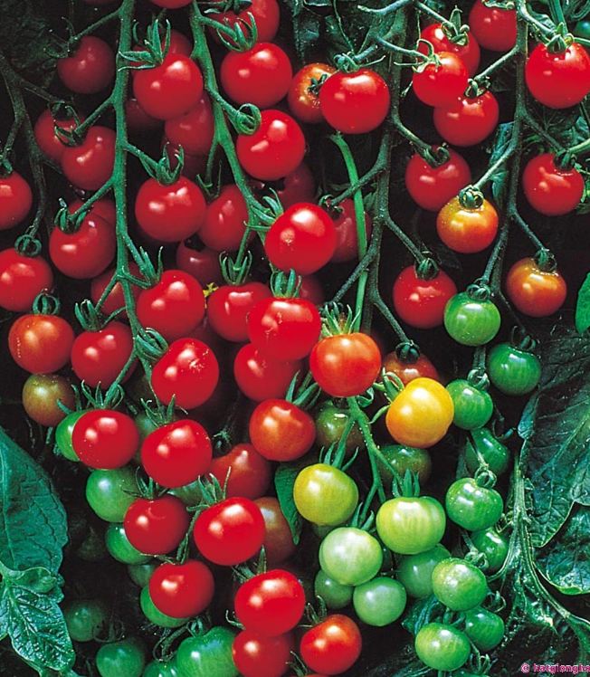 Hạt Giống Cà Chua Bi Đỏ (Cà Chua Cherry) F1