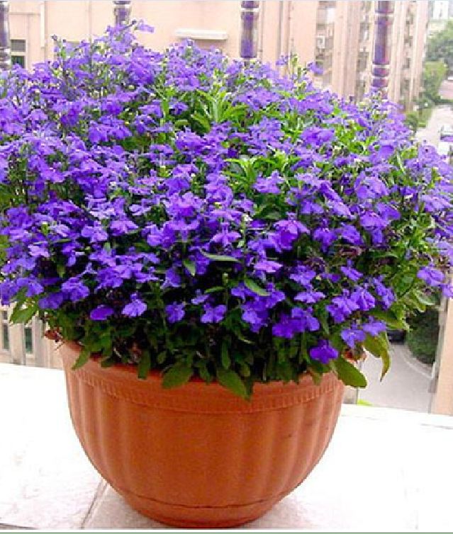Hạt Giống Hoa Cúc Lobelia Nhiều Màu