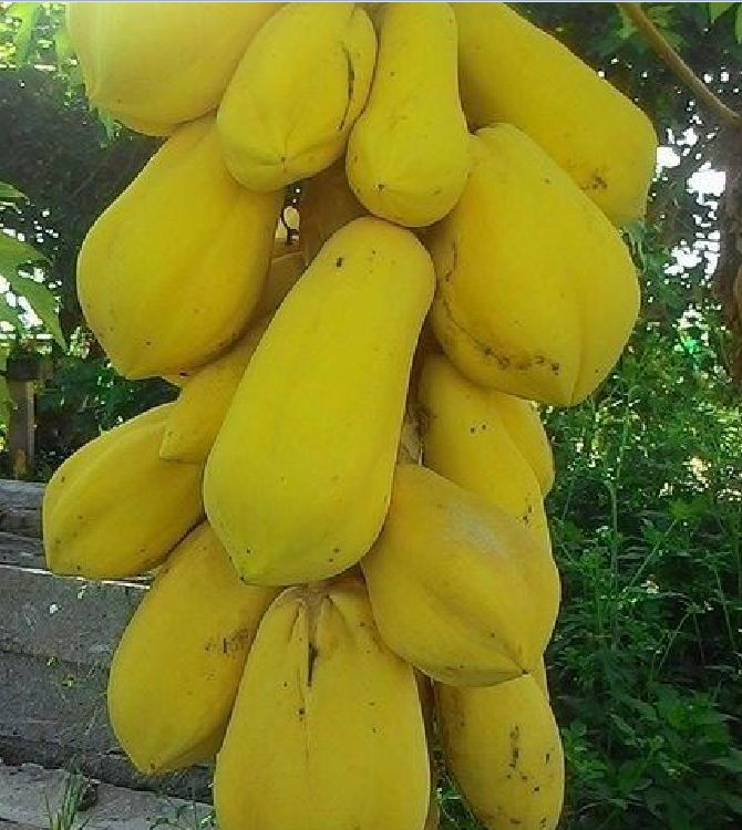 Hạt Giống Đu Đủ Da Vàng