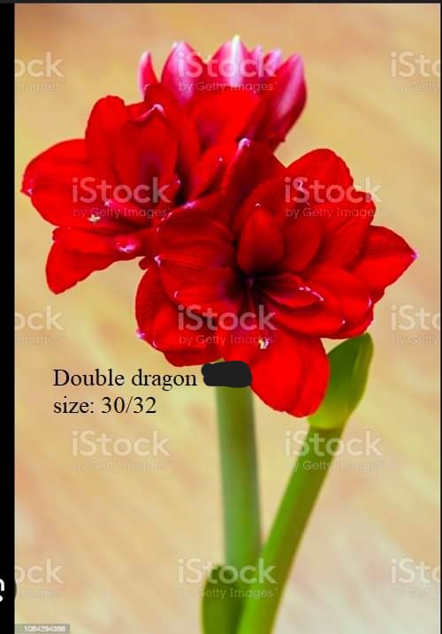 Củ hoa lan huệ cánh kép nhập khẩu - 1 củ (Tổng hợp nhiều loại cực đẹp)