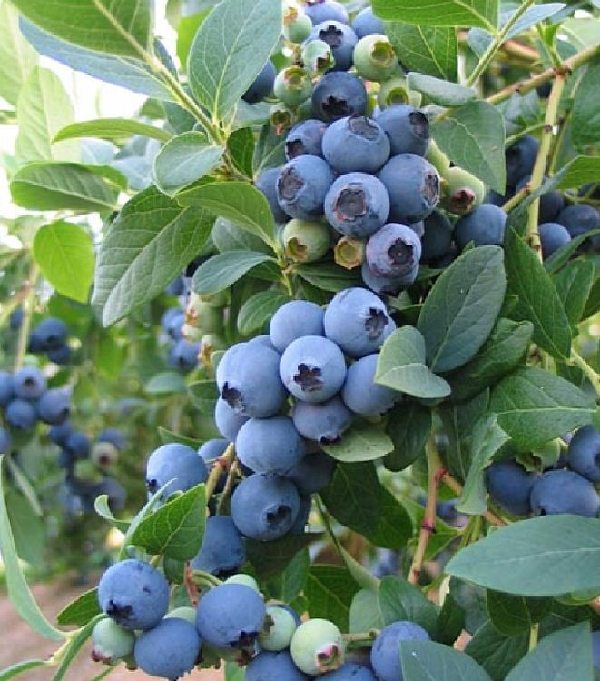 Hạt Giống Trái Việt Quất Xanh