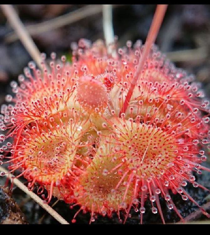 Hạt Giống Cây Bắt Mồi Gọng Vó