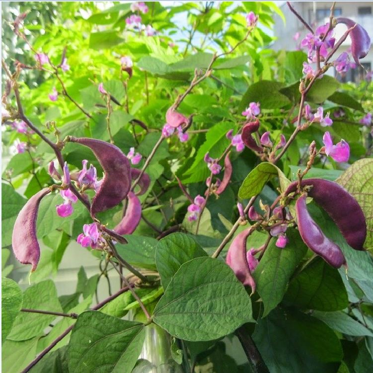 Hạt Giống Đậu Ván Tím F1