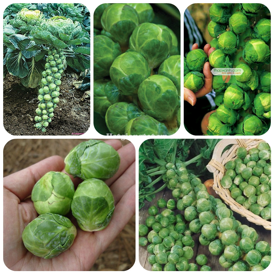 Hạt Giống Bắp Cải Tí Hon Xanh